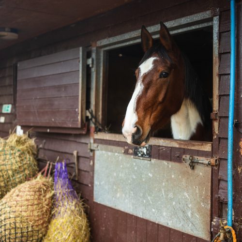 Secure overnight stabling for horses at Hodgson's Ltd M6 Transit Hub in Carlisle.