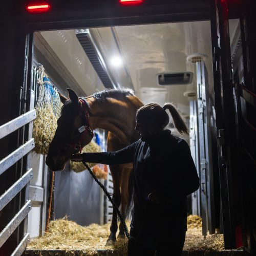 Professional horse transport and shipping, we are loading for transport at Hodgson's Ltd M6 Transit Hub.